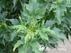 Klevas paprastasis  ,Novush' (lot.  Acer platanoides ) 